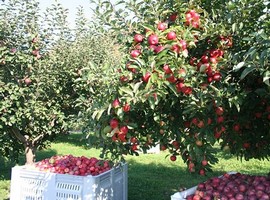 Even after a rainy spring and summer, Rhode Island growers are not complaining - Vimarsana News