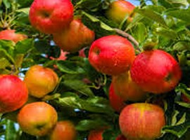 Official data shows 60% of Vermont apple crop survived severe weather - Vimarsana News