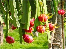 Dragon fruit cultivation on the increase in Mexico, Thailand and India - Vimarsana News