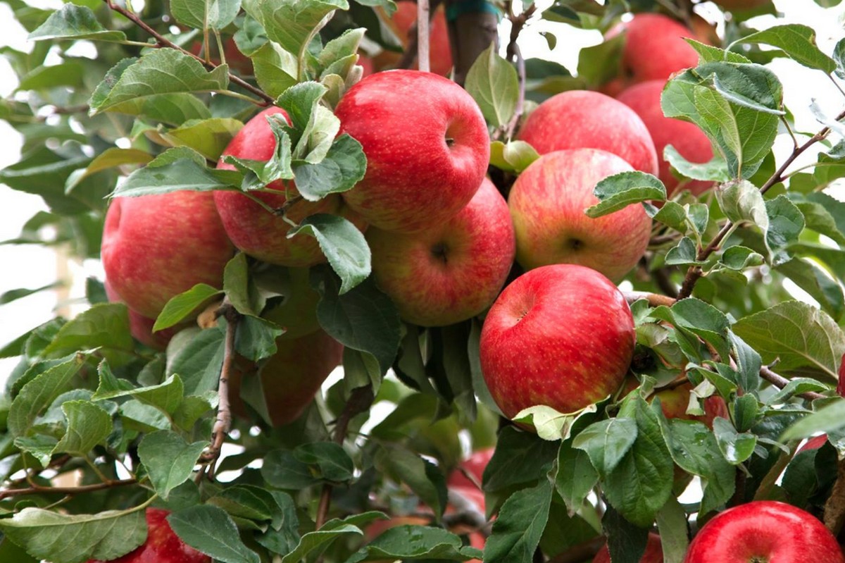 SugarBee apples are grown in the elevated orchards of Washington