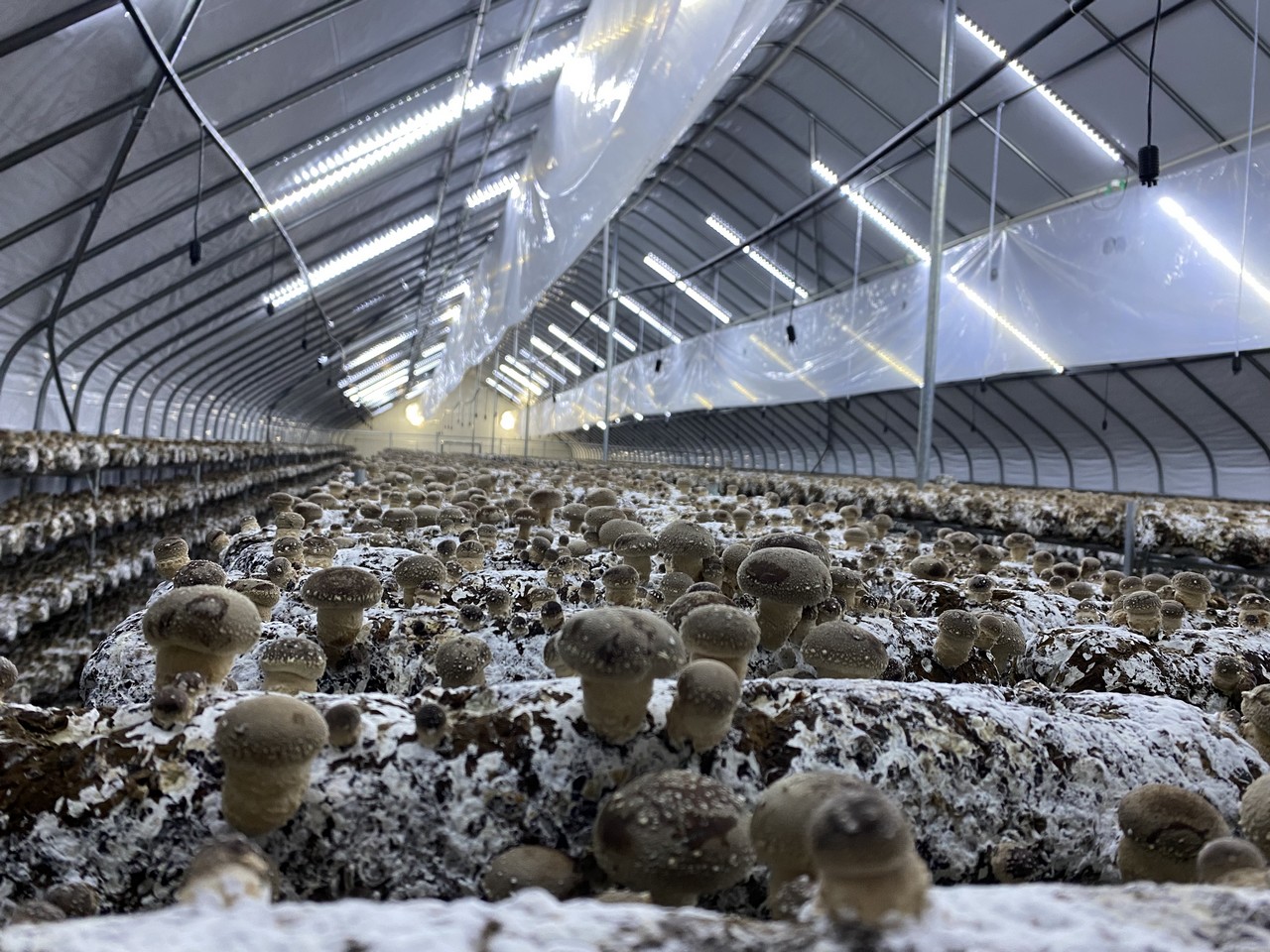 Autumn demand strong for Polish fresh shiitake mushrooms - Vimarsana News