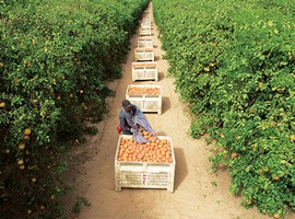 Texas grapefruit is heading to Vietnam - Vimarsana News