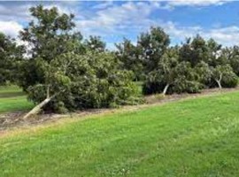 Commissioner Simpson estimates Florida's Hurricane Idalia agri losses at over $447 mln - Vimarsana News