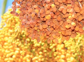 Namibian date exports come out at N$25.8 million - Vimarsana News