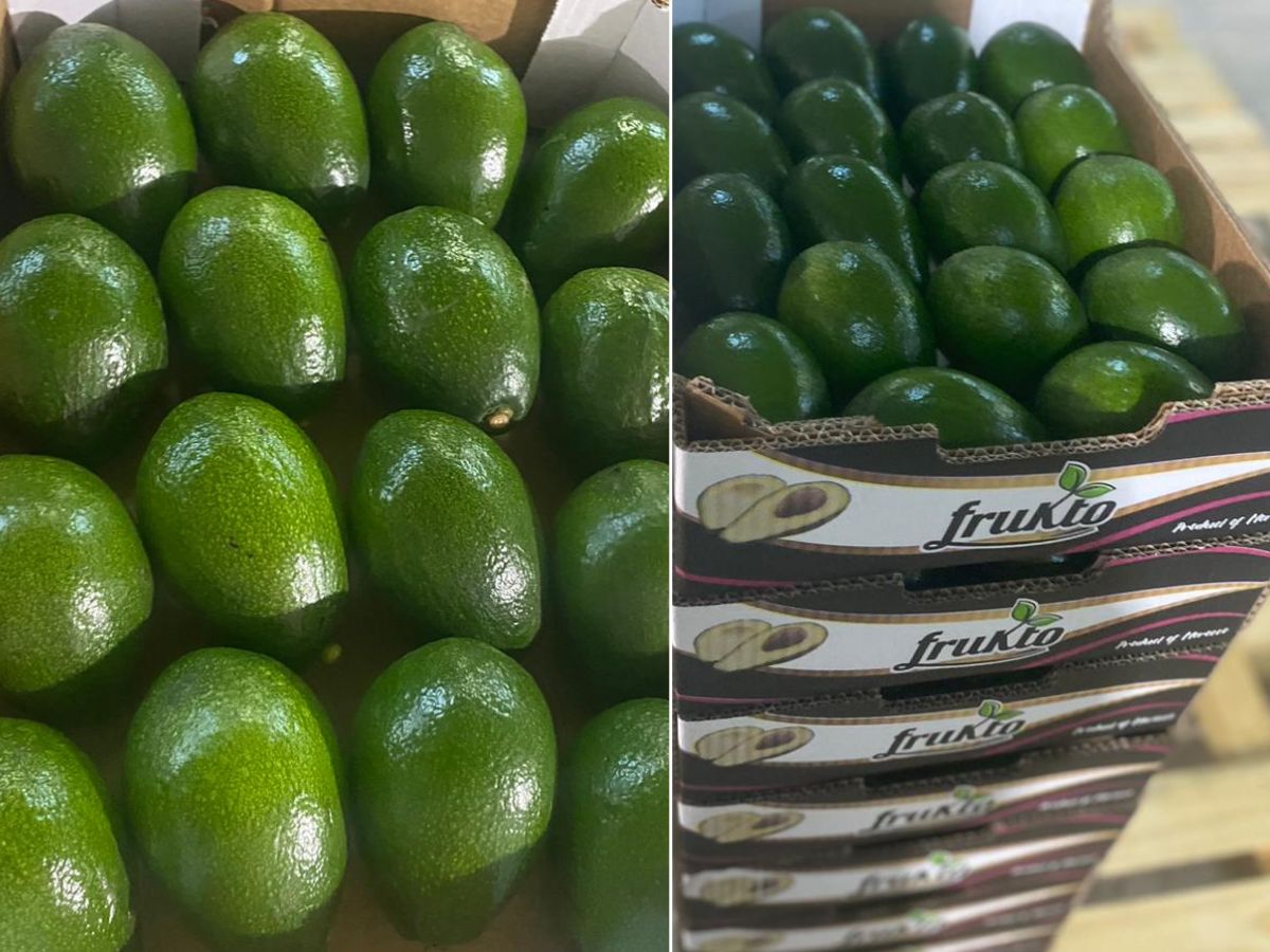 Offerte di Avocado fresco da Marocco