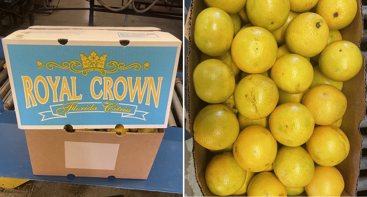 Florida begins harvesting on higher Brix orange crop - Vimarsana News