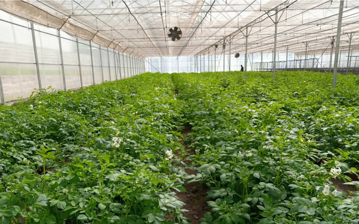 Establishing financially sustainable local seed supply systems in Ethiopia - Vimarsana News