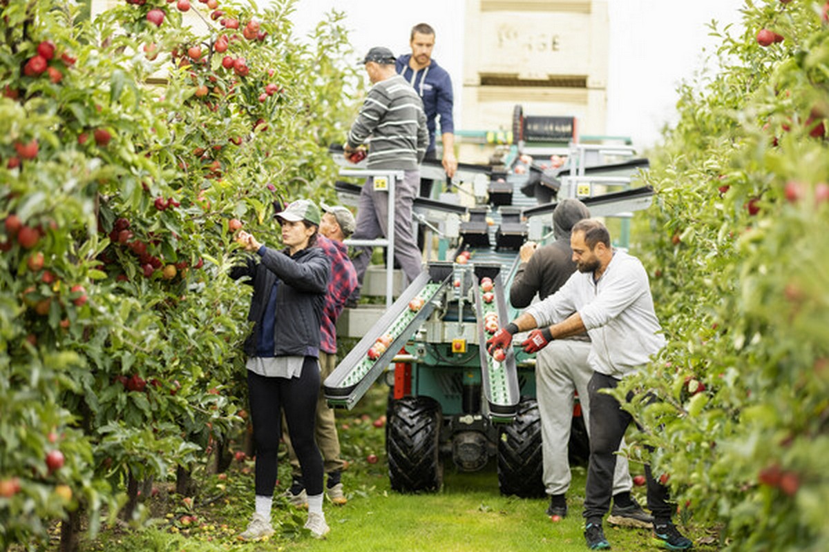 Sunniest June for 66 years brings great tasting new season British apples - Vimarsana News