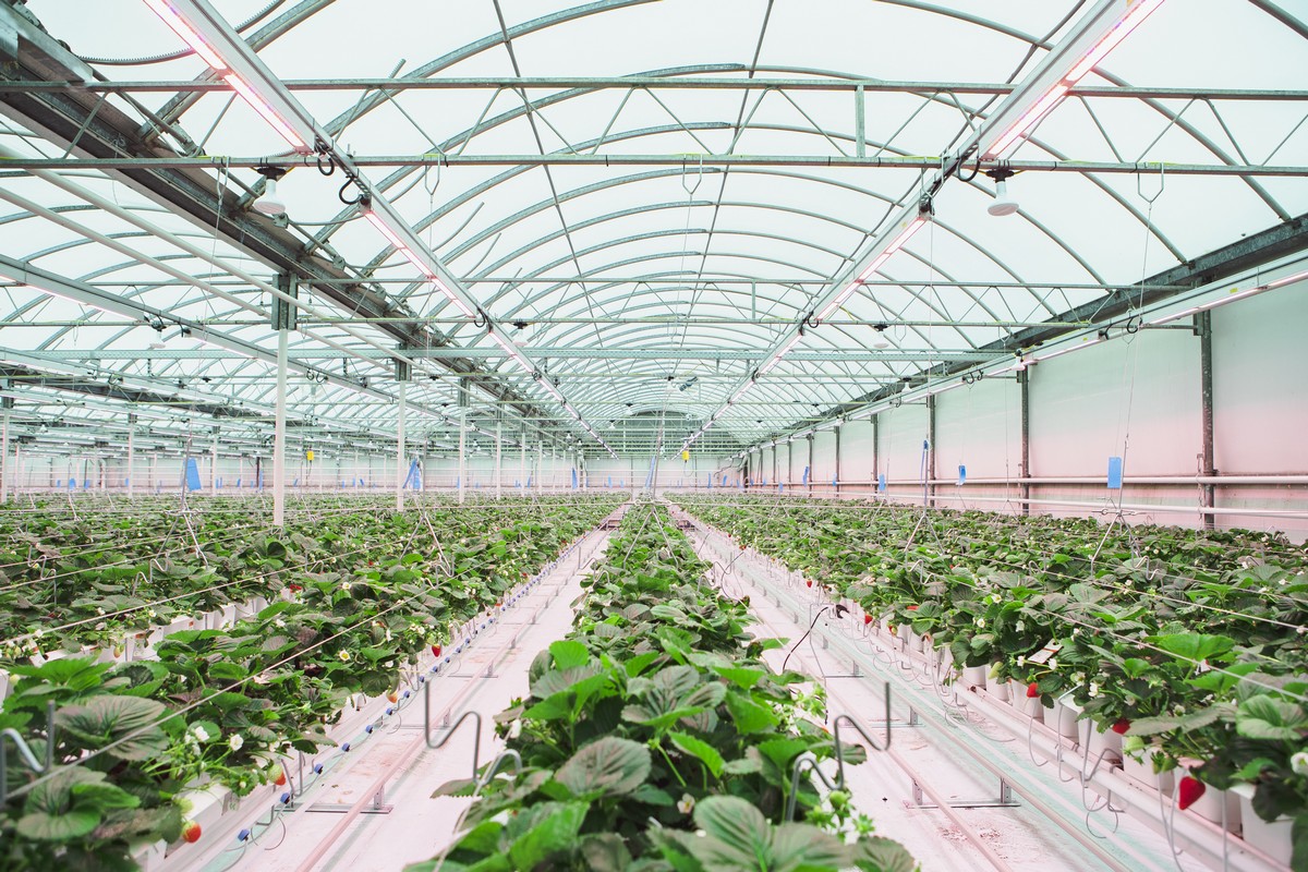 Elevating the fresh snacking industry - Vimarsana News