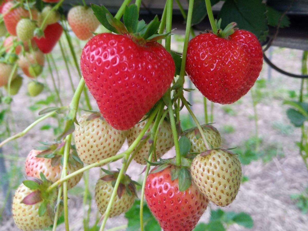 "Strawberries are seen as a staple, this cannot be said for other soft fruits like raspberries, blueberries, or blackberries" - Vimarsana News