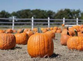 Texas pumpkin yields negatively affected by heat and drought - Vimarsana News