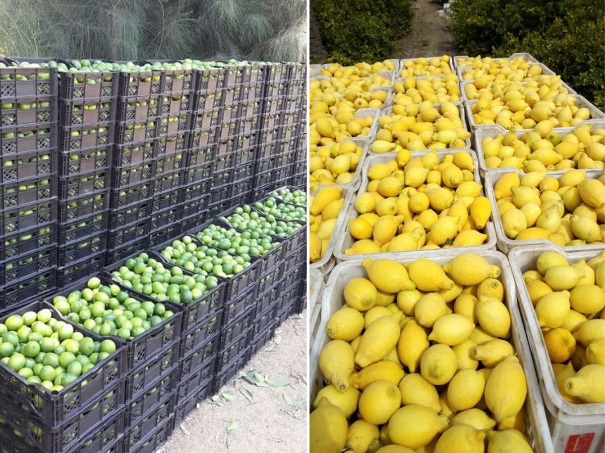 "Egyptian lemon exports reached 100 thousand tons in 2023" - Vimarsana News