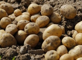 International project underway to develop late blight-resistant potato varieties - Vimarsana News