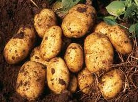 Wet weather and slow harvest support Scottish potato prices - Vimarsana News