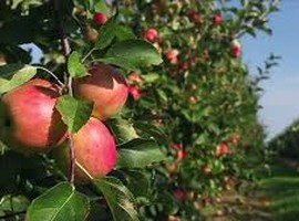 Not all Vermont apple orchards will open for pick-your-own this year - Vimarsana News