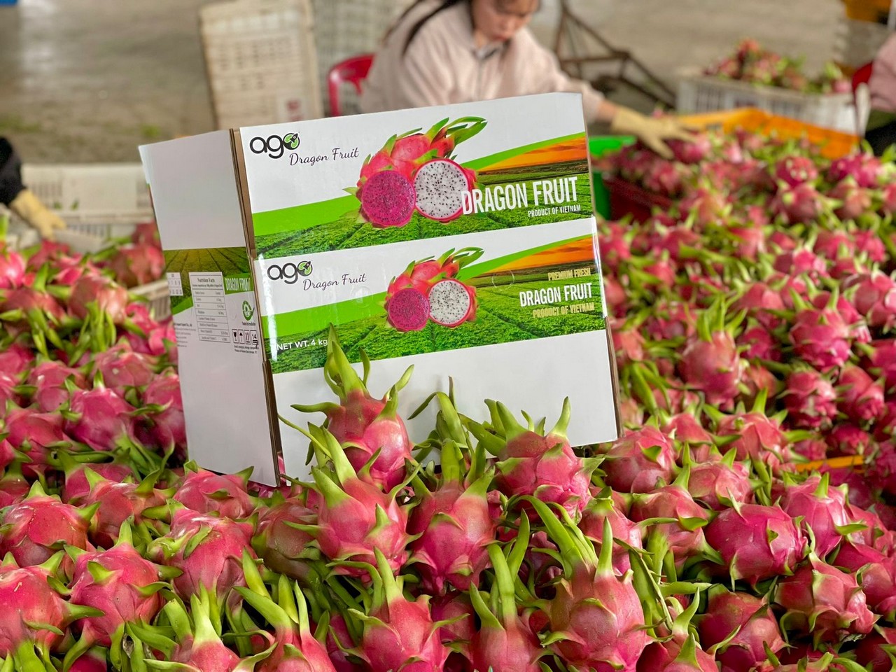 Peak September prices for Vietnamese dragon fruit - Vimarsana News