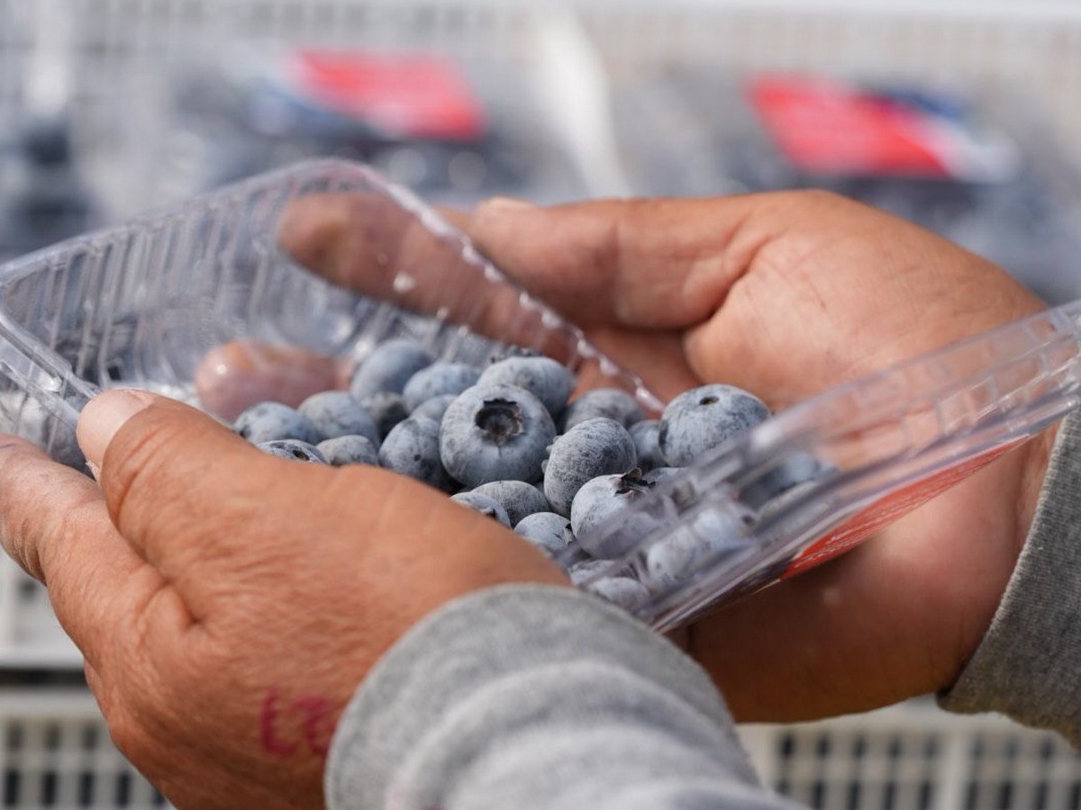 Chilean blueberries coming to fore as Peru winds down