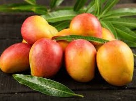 Production of mangoes increasing each year in Rajshahi district - Vimarsana News