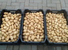 'Hybrid True Potato Seed starting material makes all the difference in Namibia' - Vimarsana News