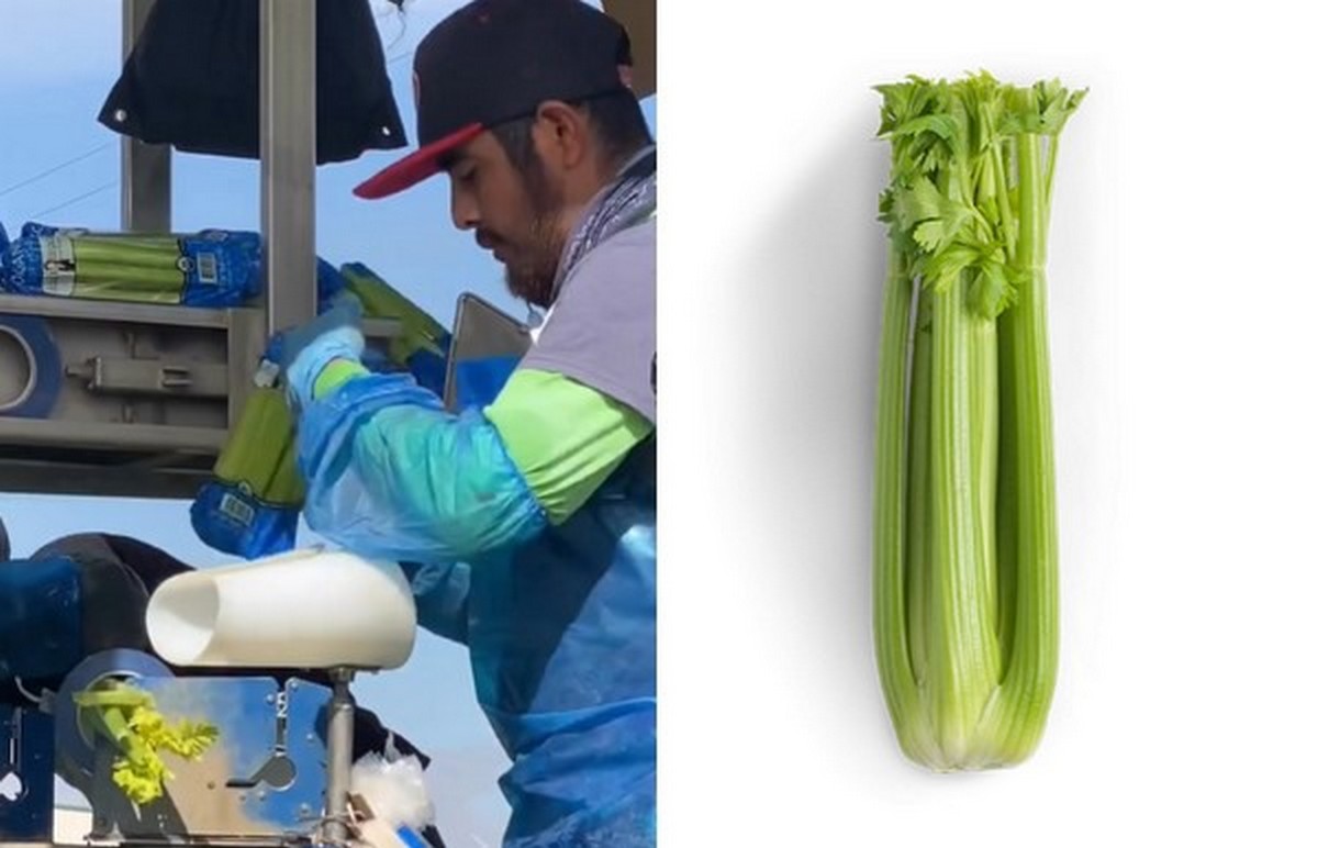 Celery pricing could strengthen by the end of the month - Vimarsana News