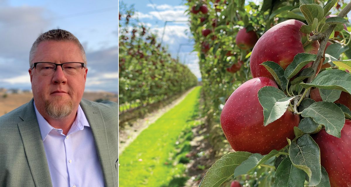"Larger Washington apple crop offers opportunities" - Vimarsana News