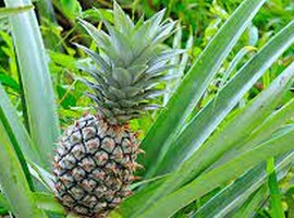 Malaysian collaborative pineapple farming takes off - Vimarsana News