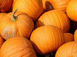 Heat and drought affect Texas pumpkin yields - Vimarsana News