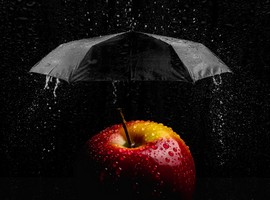 South African deciduous fruit industry is reeling under flood disaster - Vimarsana News