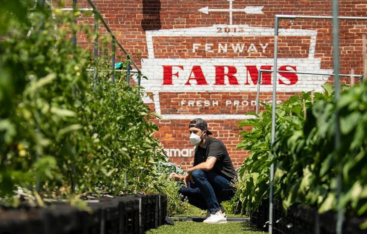 Fenway Farms: On the roof of an iconic sports venue, this urban farm in  Boston can grow 6,000 pounds of produce a year