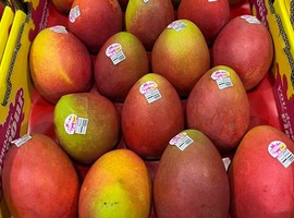 Yess! AhHa! Now! mangoes finally in Australian supermarkets - Vimarsana News