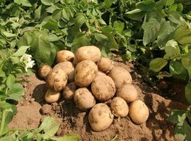Nigeria launches National Potato Strategy - Vimarsana News