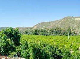 HLB quarantine may force Ventura County grower to stop producing lemons - Vimarsana News