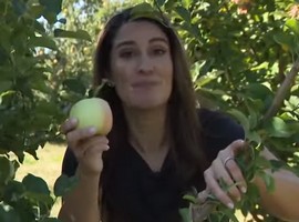 University of Maryland researchers breed heat resistant apples - Vimarsana News