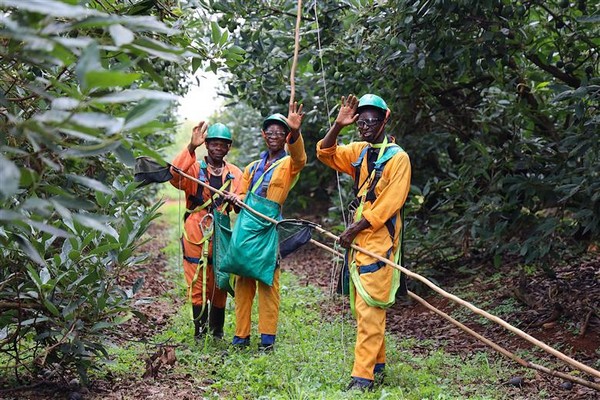 Building the orchard of the future today - Vimarsana News