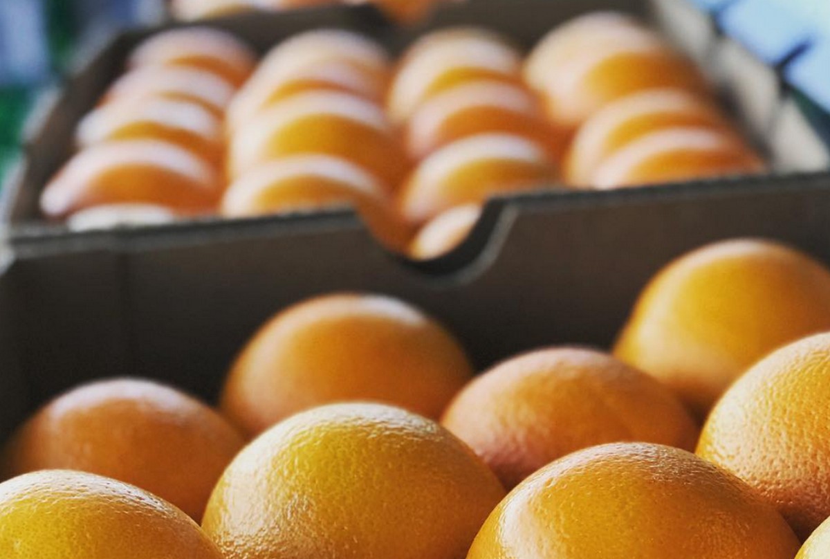 Better sizing coming on California oranges - Vimarsana News