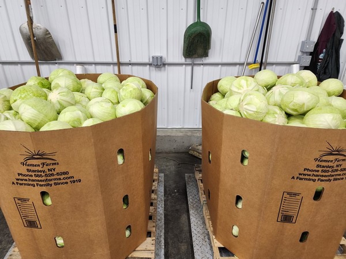 Stronger pricing on New York cabbage cartons - Vimarsana News