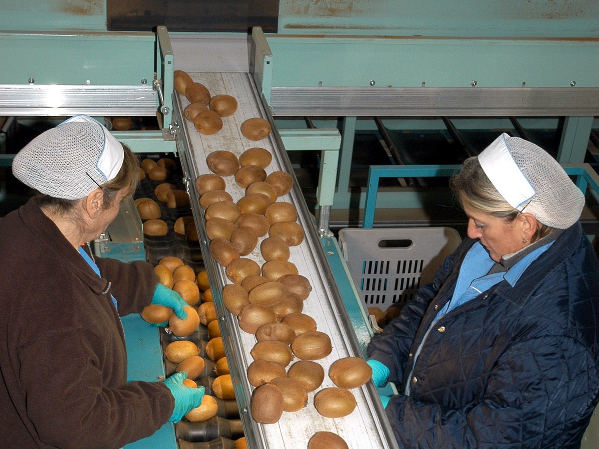 Less imported kiwi from Europe expected this season - Vimarsana News