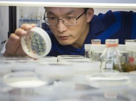 UF is awarded $5 million in NIFA grants to battle citrus greening disease - Vimarsana News