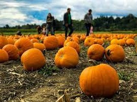 IPP and Barfoots of Botley shift more than 1 million pumpkins in four weeks - Vimarsana News
