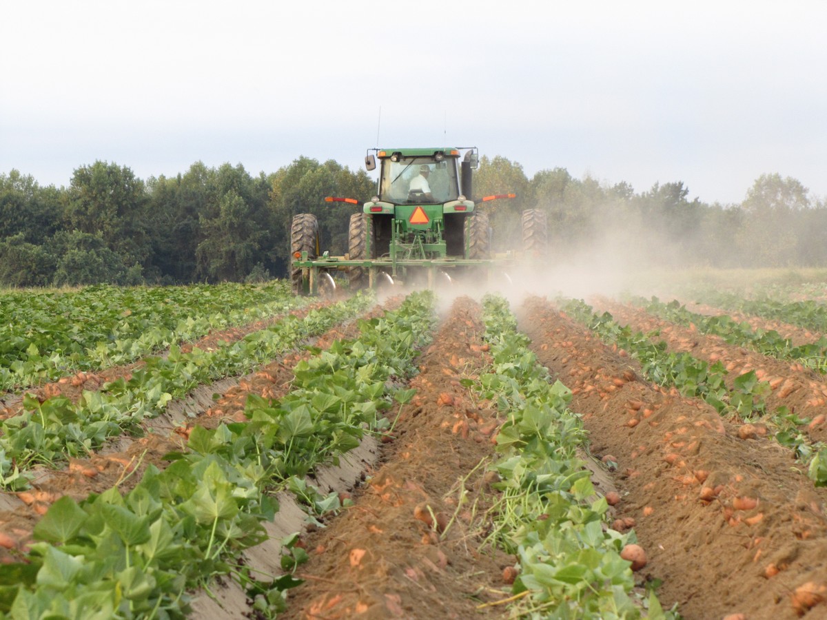 Plébiscitée par les consommateurs, la patate douce s'ancre en France