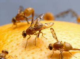 Regions of Nayarit declared low fruit fly prevalence zone - Vimarsana News