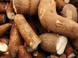 Cassava demand in Kenya exceeds production by 200 percent - Vimarsana News