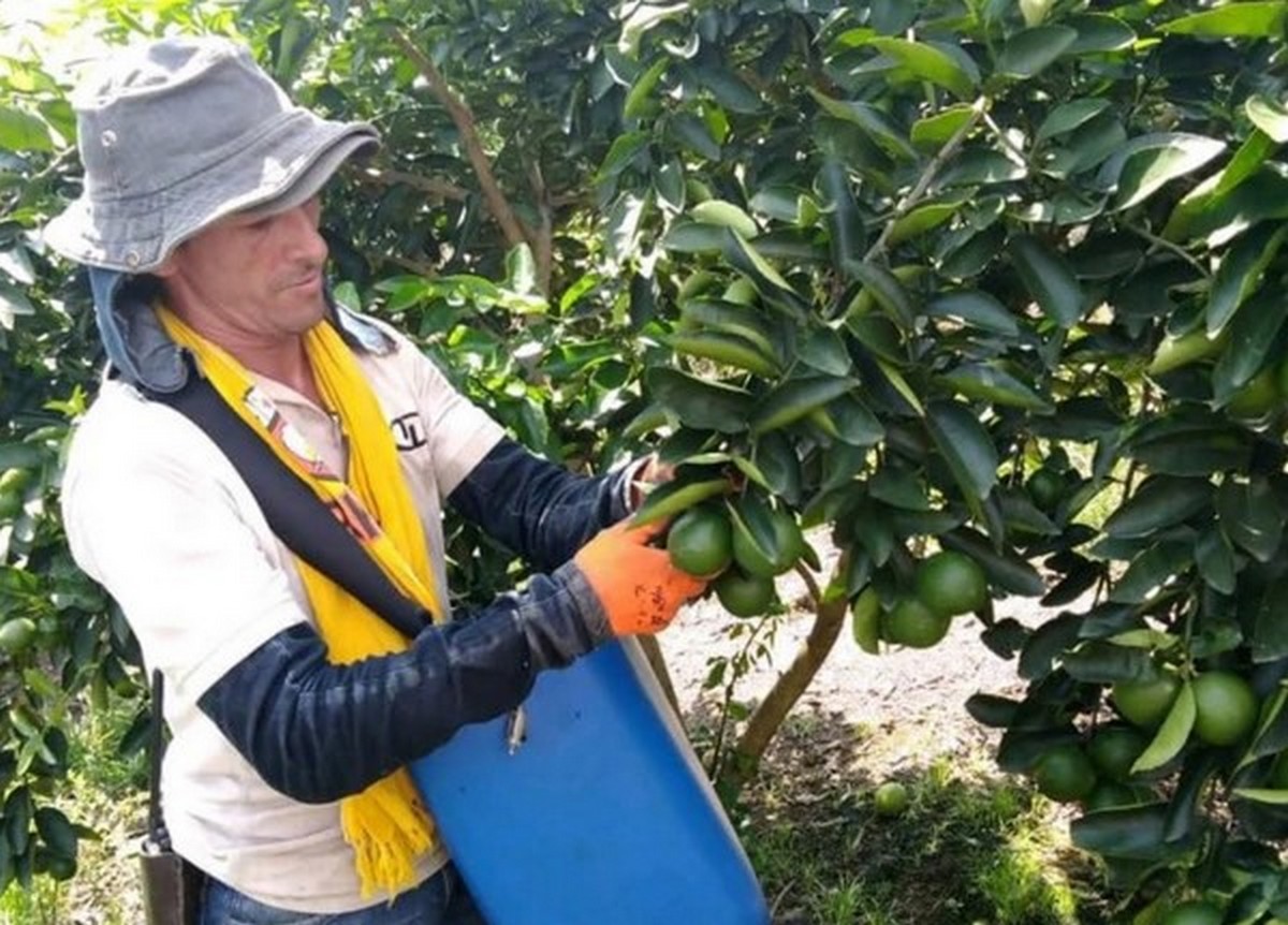 Firm lime pricing expected until spring - Vimarsana News