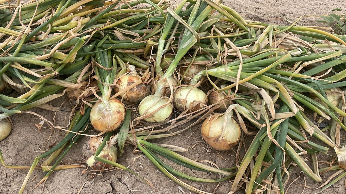 Tighter supply on larger Peruvian sweet onions - Vimarsana News
