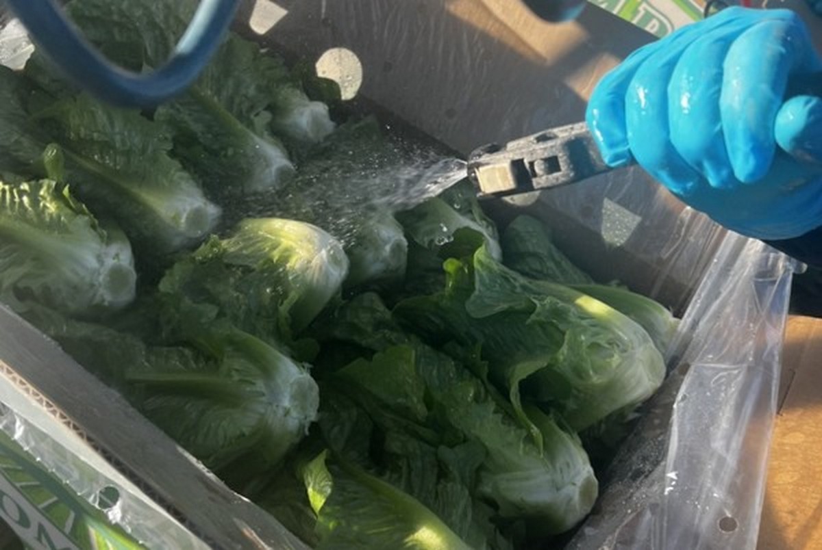 Fresno lettuce production kicks off