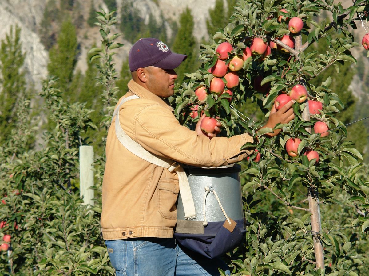 Rainier Fruit Increasing Organic Envy Apple Crop