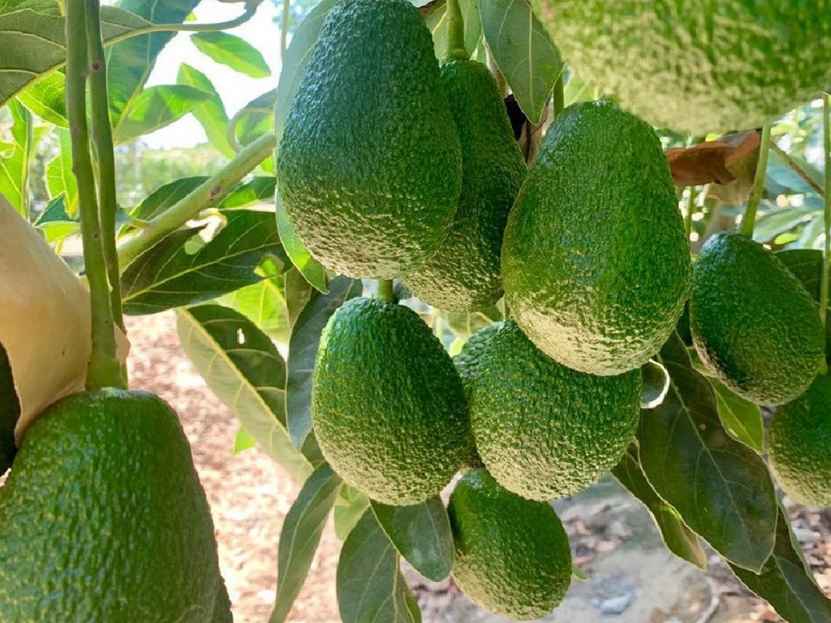 Avocado demand to start picking up next week - Vimarsana News