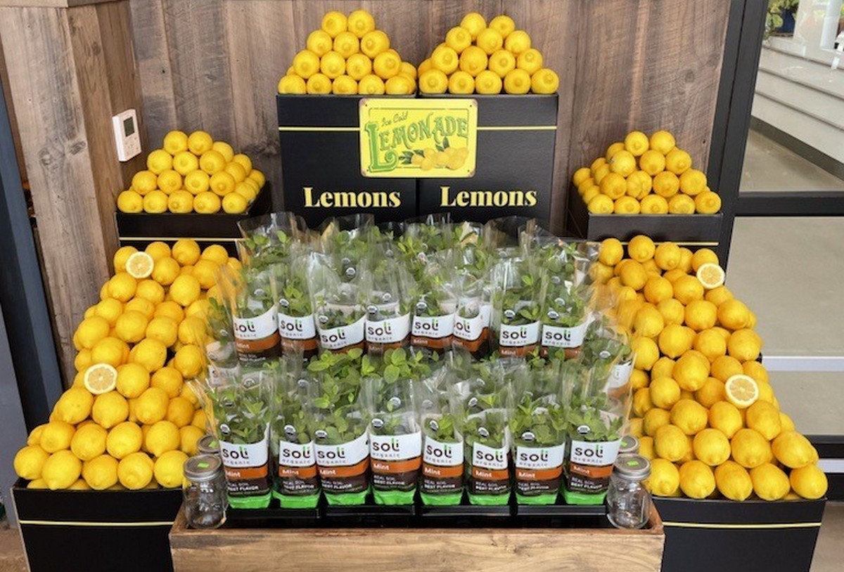 Larger lemons in tighter supply from California