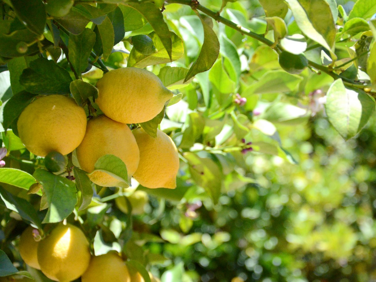Building a lemon bioeconomy with green technology - Advanced