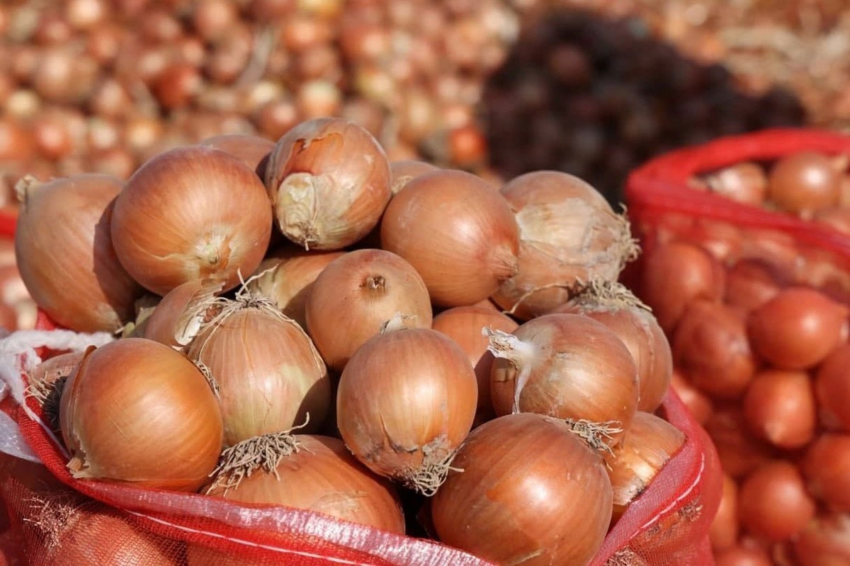 Fresh Shallot global wholesale market price today